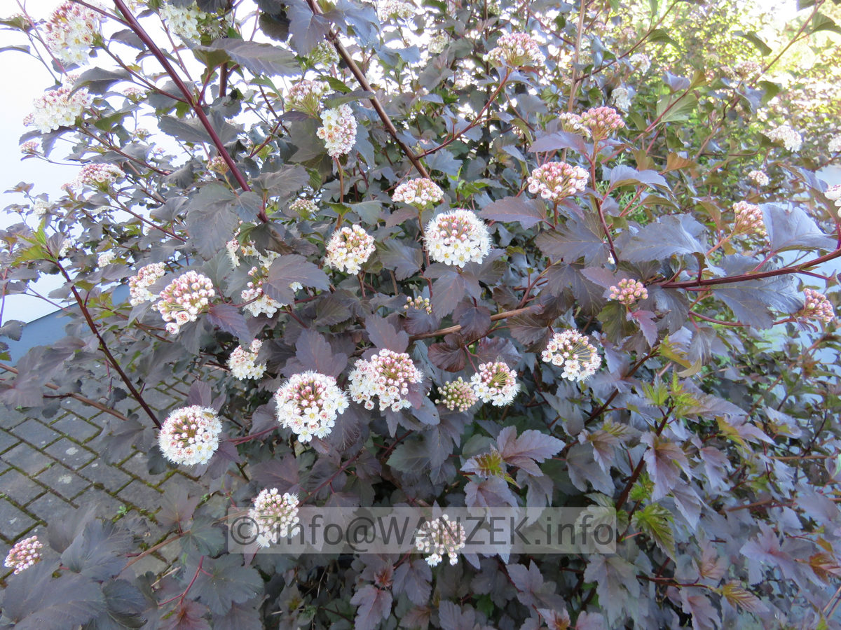 Physocarpus opulifolius Diabolo 02 Bluete.JPG